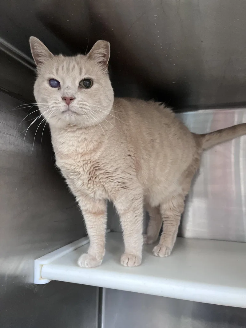 An adult medium-sized female Orange / Red Domestic Short Hair cat named Zulu for adoption in Carrollton, GA
