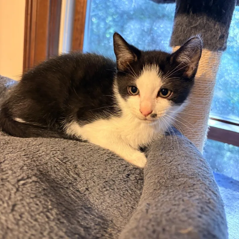 A baby small-sized male Domestic Short Hair cat named Mantis for adoption in Cumming, GA