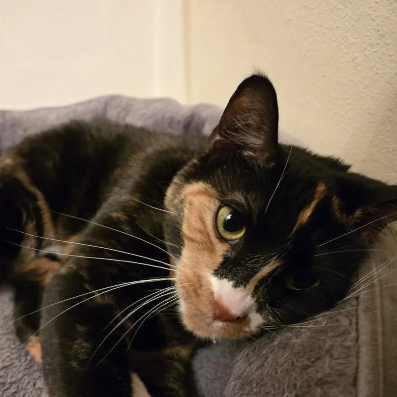 Zoey