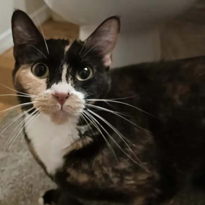 Zoey thumbnail 3
