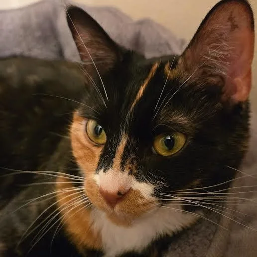 Zoey thumbnail 5