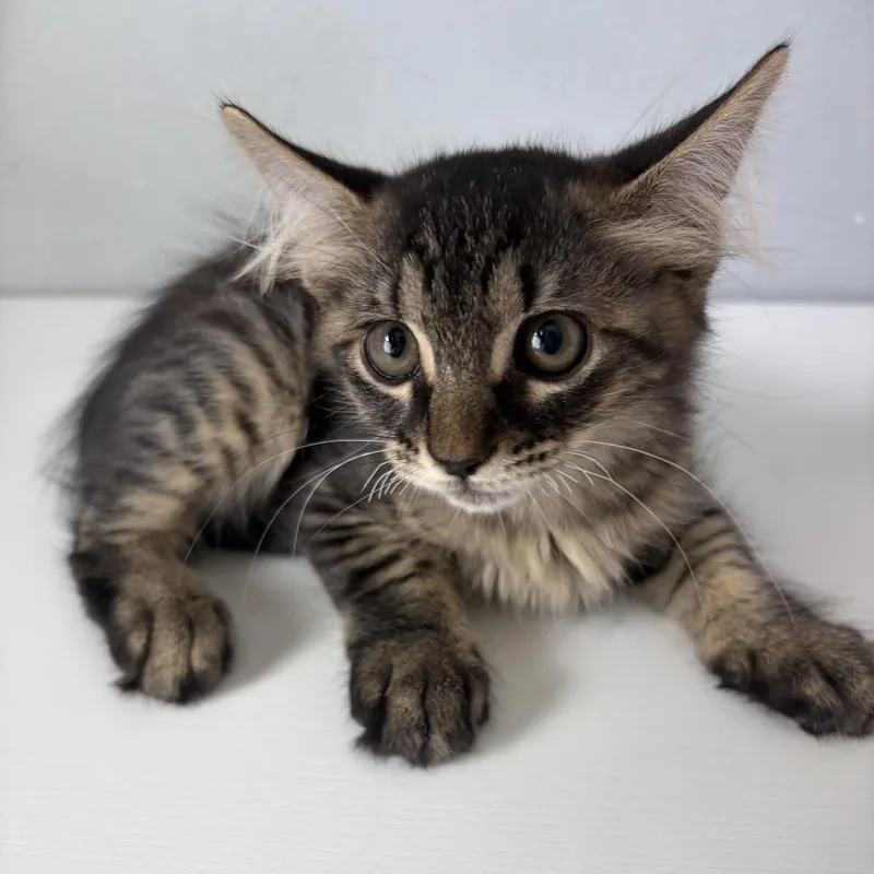 A baby small-sized male American Shorthair cat named Noah for adoption in Freeport, FL