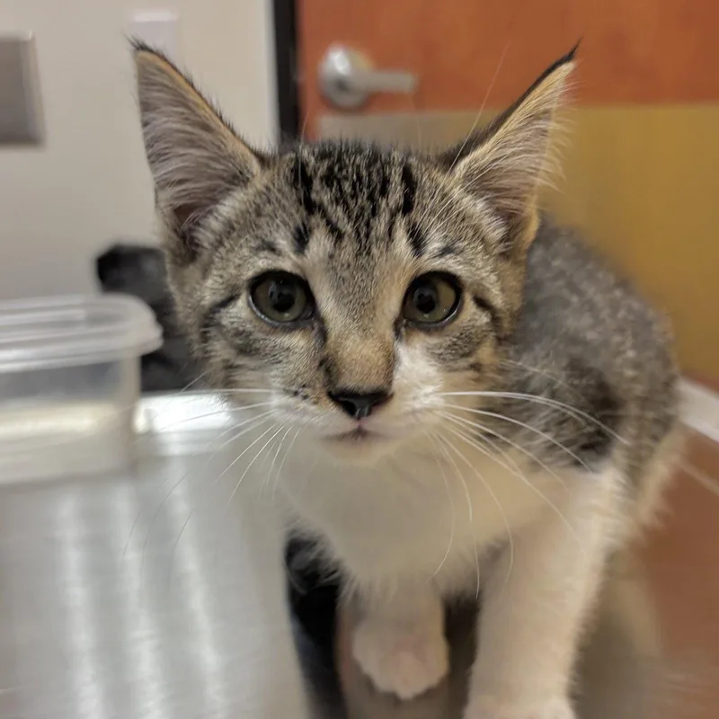 A baby medium-sized male Domestic Short Hair cat named Murphy for adoption in Sonora, CA