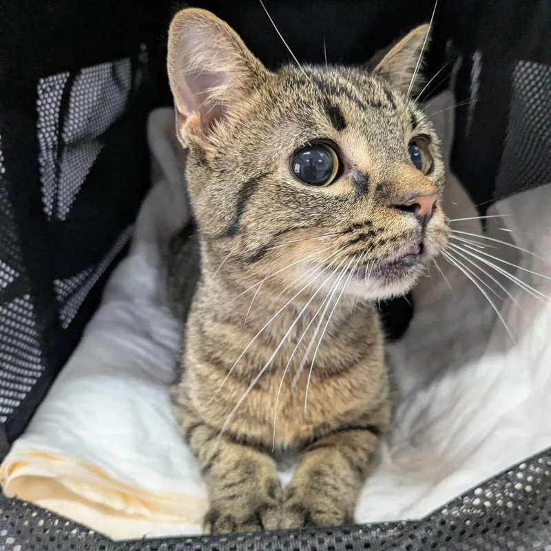 A young small-sized male Gray / Blue / Silver Domestic Short Hair cat named Biscuits for adoption in Huntington, WV