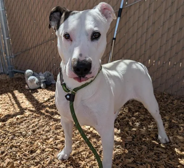A young medium-sized female Labrador Retriever dog named Fraulein for adoption in Albuquerque, NM