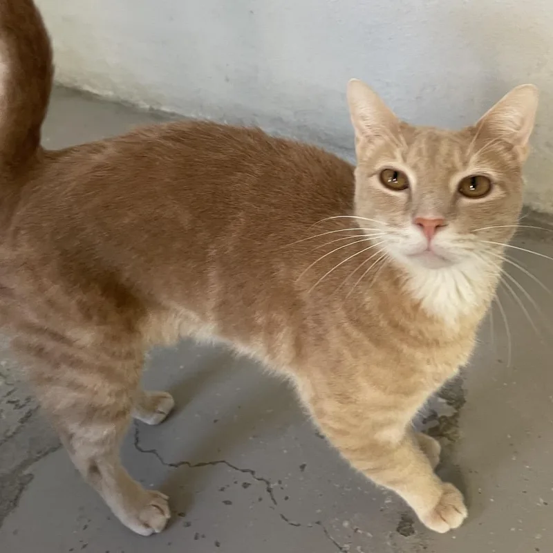 An adult large-sized male Buff / Tan / Fawn Domestic Short Hair cat named Chicken Nugget for adoption in Laredo, TX