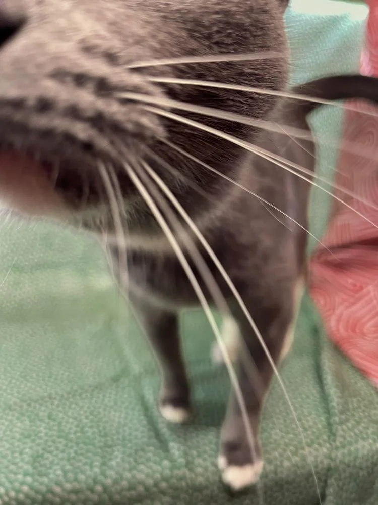 An adult large-sized female Domestic Short Hair cat named Bluey for adoption in Omaha, NE