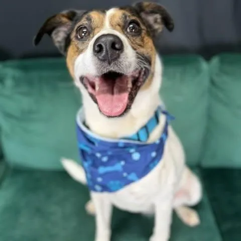 An adult medium-sized male Mixed Breed dog named Edge for adoption in Defuniak Springs, FL