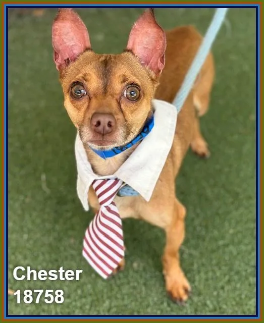A senior small-sized male White / Cream Chihuahua dog named Chester for adoption in Marietta, GA
