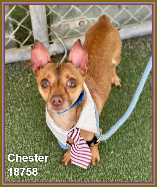 Chester thumbnail 2