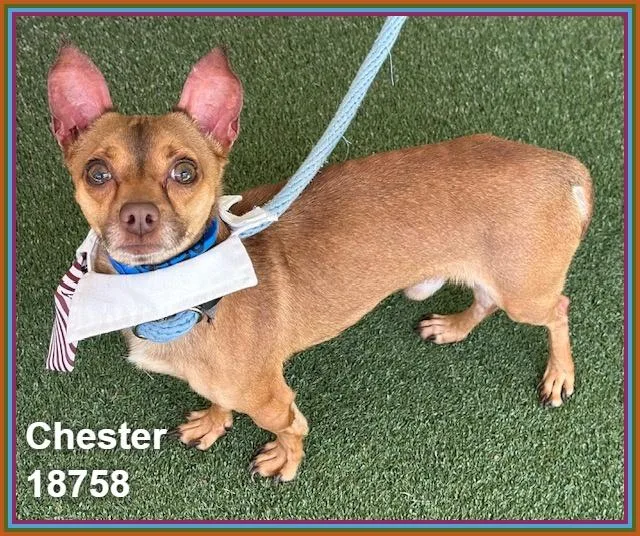 Chester thumbnail 3