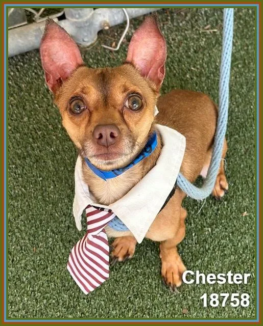 Chester thumbnail 4