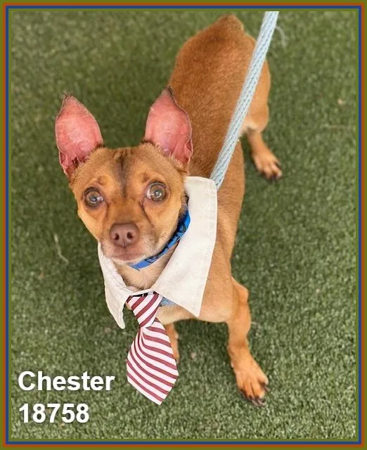 Chester thumbnail 5