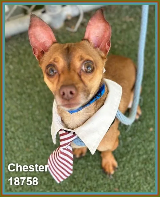 Chester thumbnail 6
