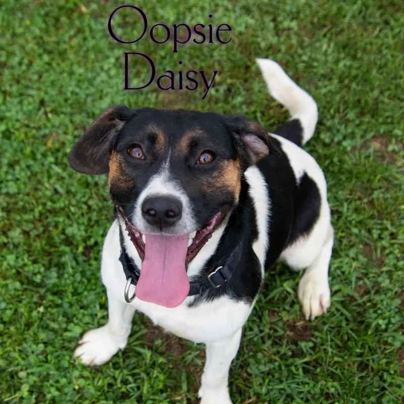 Oopsie Daisy thumbnail 2