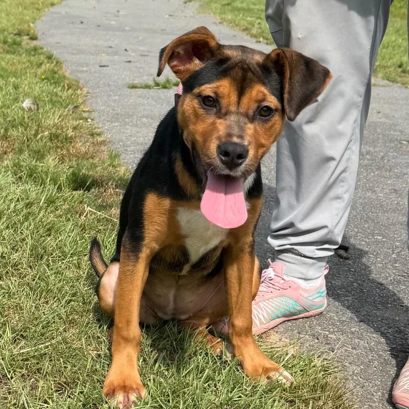 A young small-sized female Black Mixed Breed dog named Subaru for adoption in Pine Bluff, AR