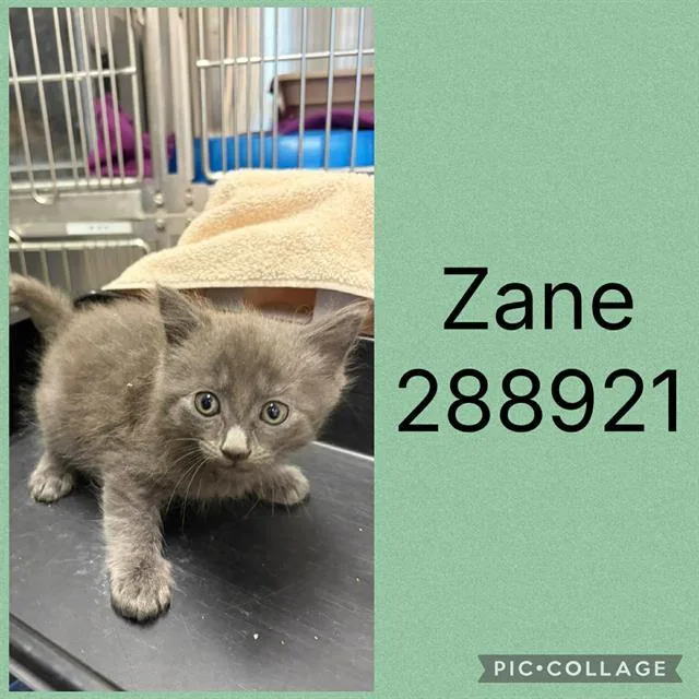 A baby small-sized male Domestic Short Hair cat named Zane for adoption in Macon, GA