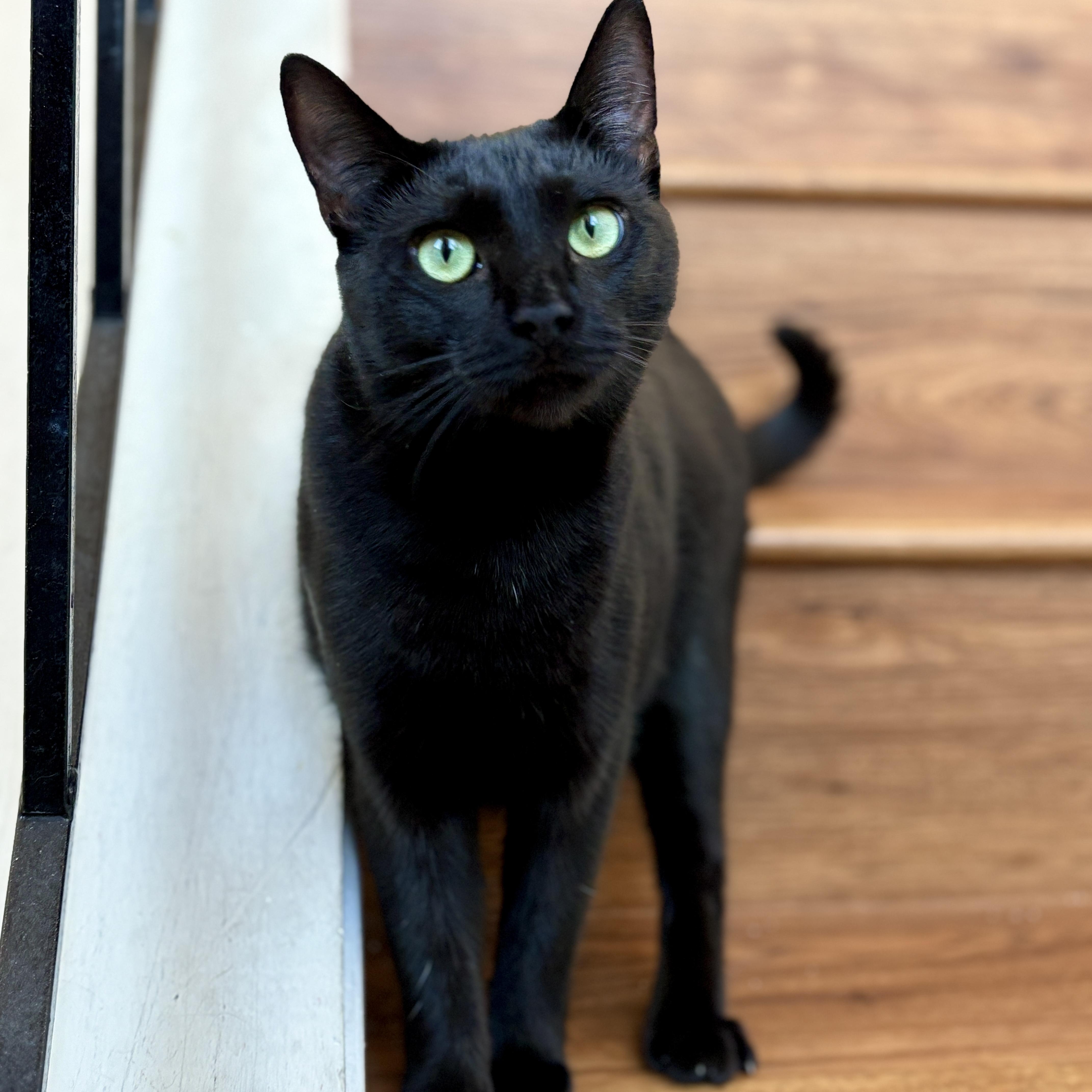 A young medium-sized female Black Domestic Short Hair cat named Willow for adoption in Benicia, CA