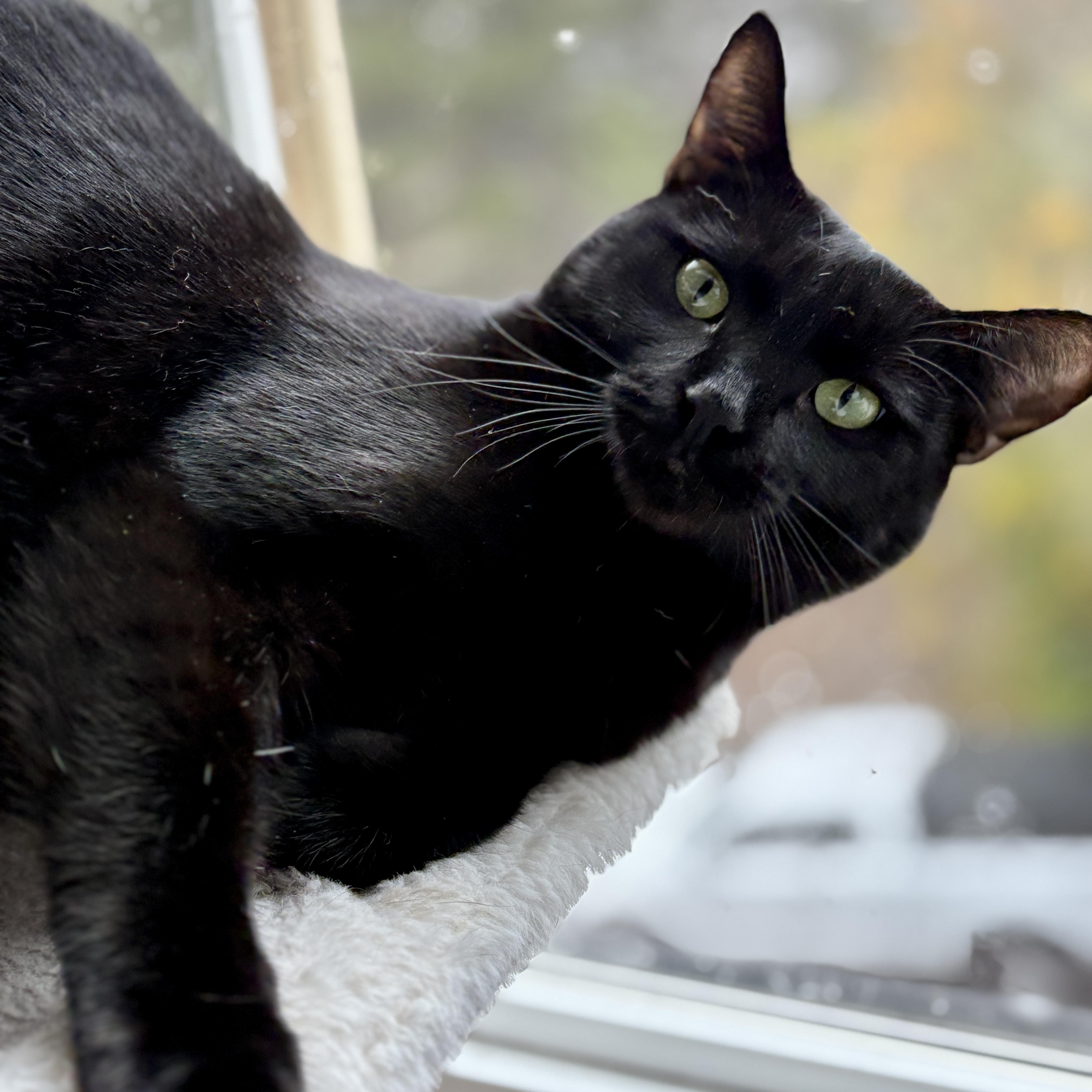 Willow thumbnail 3