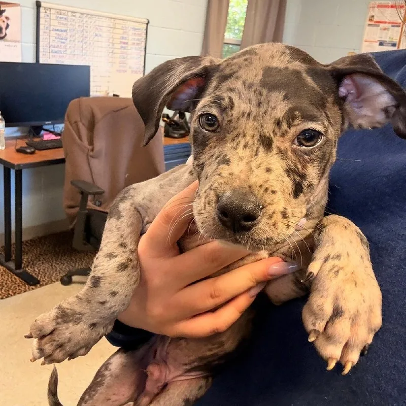 A baby large-sized male American Staffordshire Terrier dog named Cowboy for adoption in Medina, OH