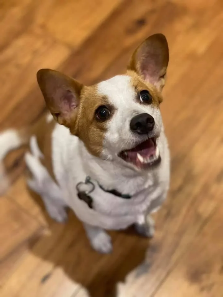 A senior small-sized male Jack Russell Terrier dog named Butters JRT 'Buttons' for adoption in New Bern, NC