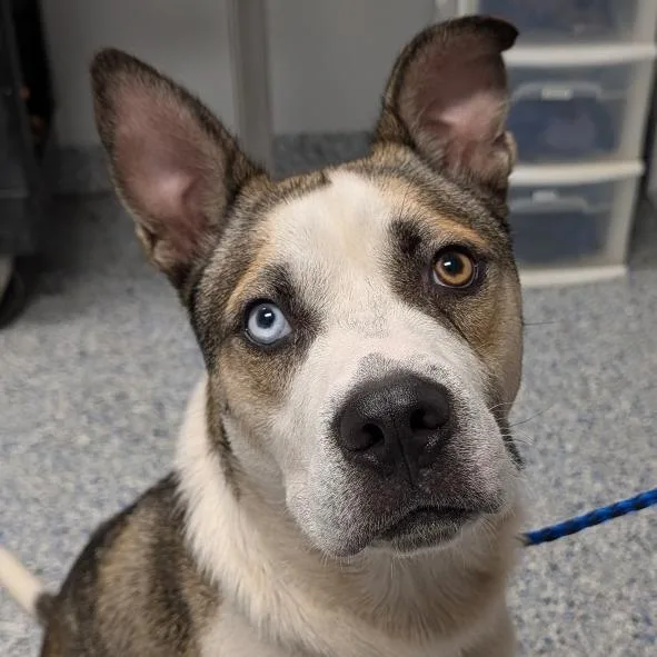 An adult medium-sized male Brown / Chocolate Mixed Breed dog named Alfred for adoption in Greenville, SC