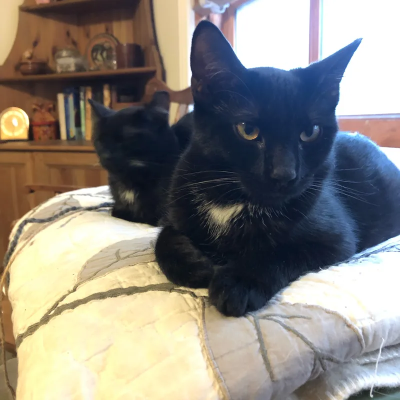 Svelte & Sven thumbnail 2