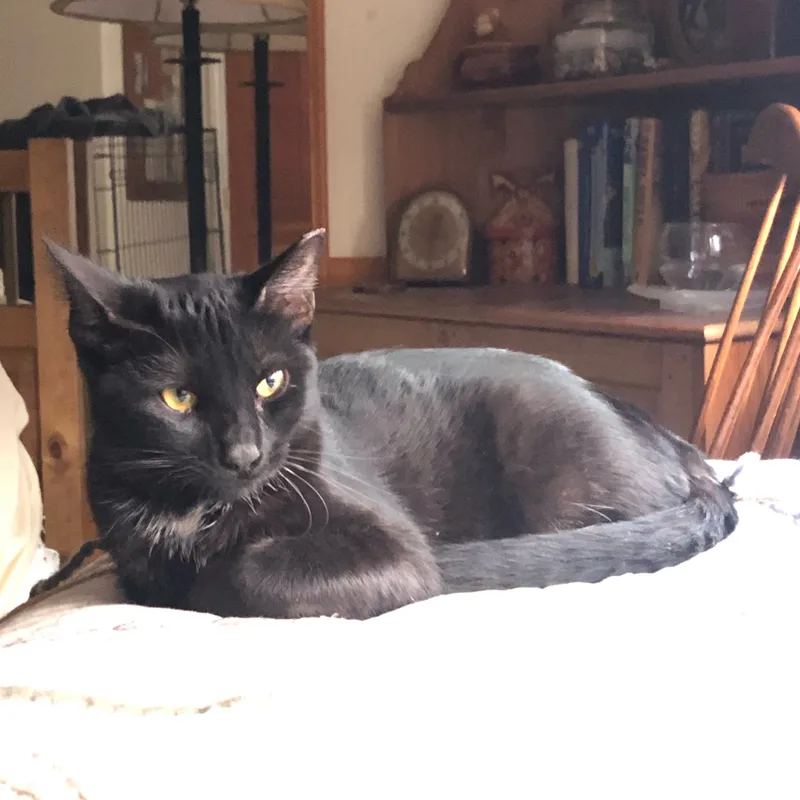 Svelte & Sven thumbnail 3