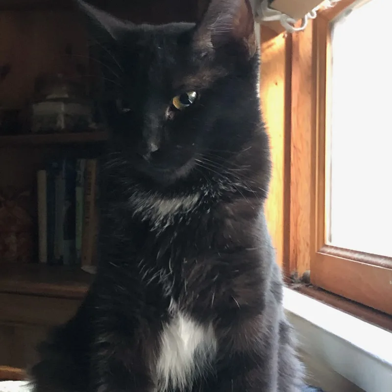 Svelte & Sven thumbnail 4