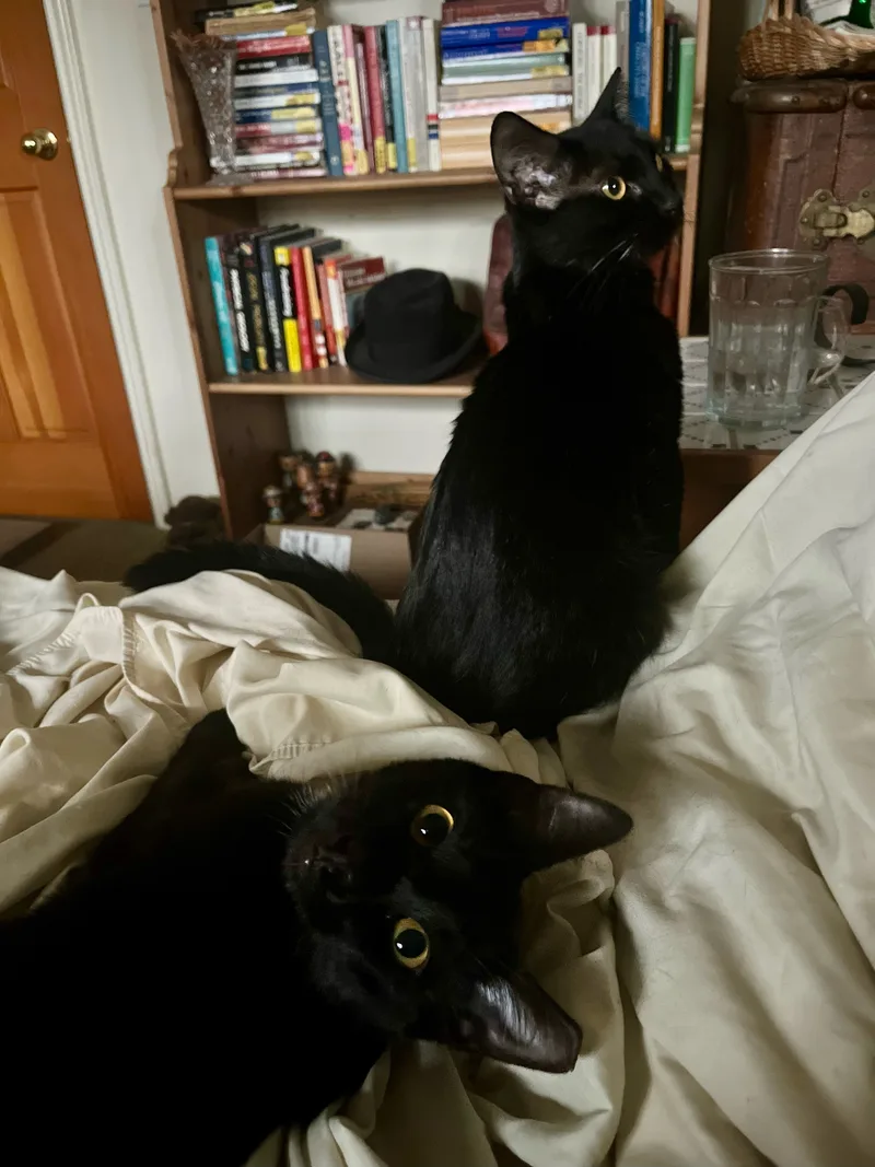 Svelte & Sven thumbnail 5