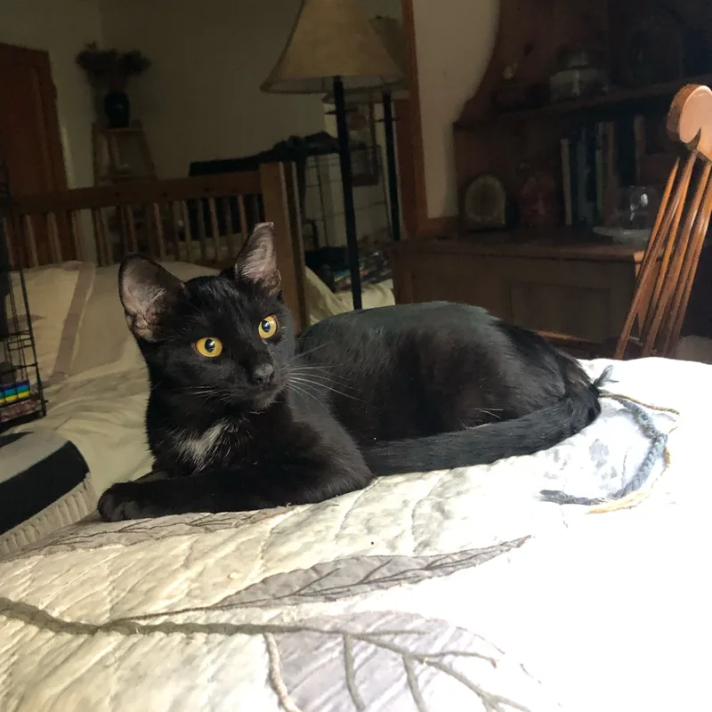 Svelte & Sven thumbnail 6