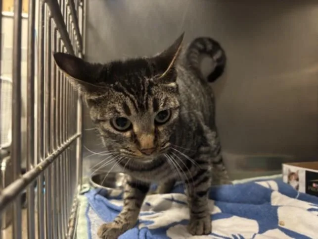 A young large-sized female Domestic Short Hair cat named Dulce for adoption in San Pedro, CA