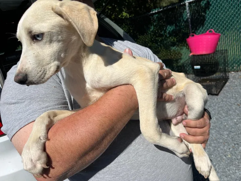 A baby medium-sized male Mixed Breed dog named Ramon for adoption in Mount Gilead, NC