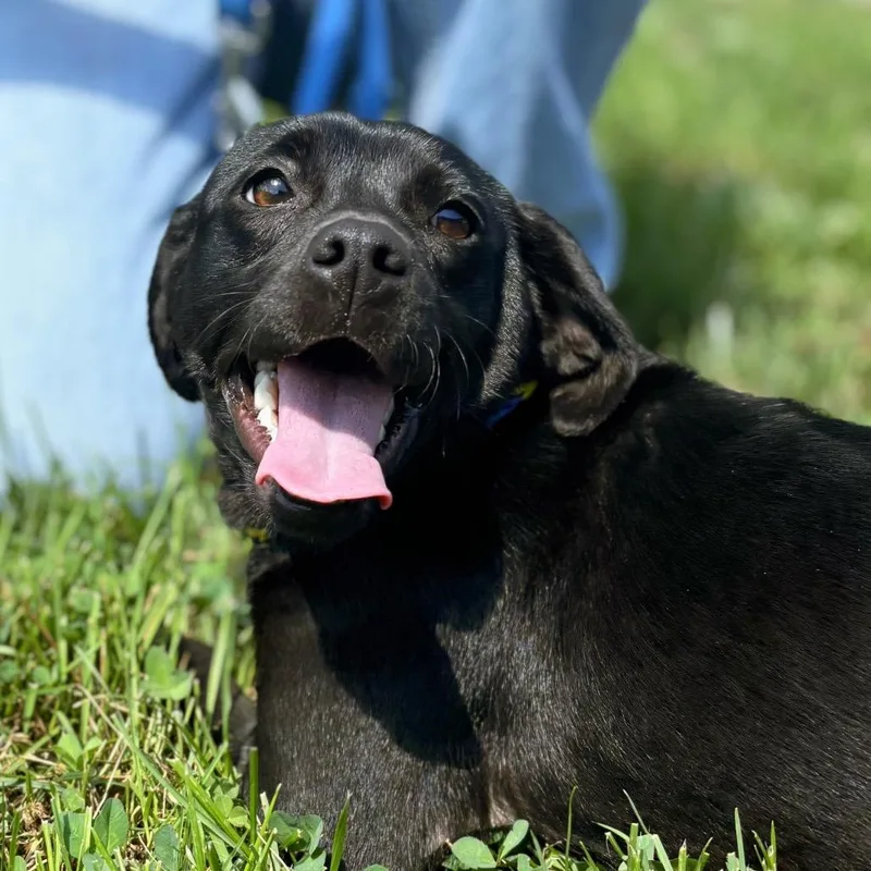 A young small-sized female Black Mixed Breed dog named Penny for adoption in Nashville, IN
