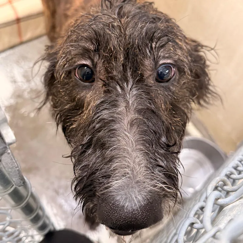 An adult large-sized male Brindle Standard Poodle dog named Rasta for adoption in Evansville, IN