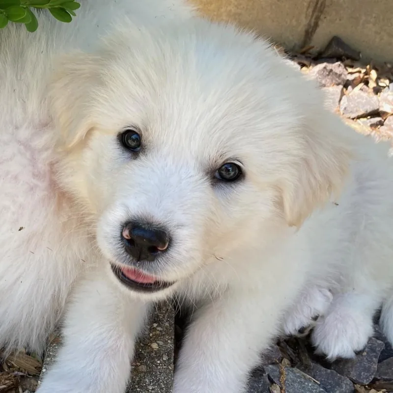 A baby large-sized female White / Cream Great Pyrenees dog named Cheddar for adoption in Normal, IL