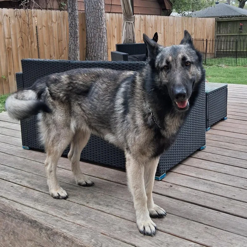 An adult large-sized male Black Mixed Breed dog named Jojo for adoption in Houston, TX