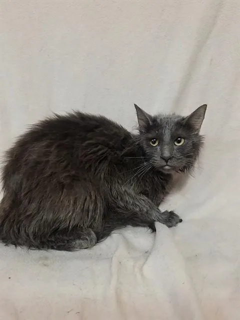 An adult medium-sized male Domestic Long Hair cat named Wasabi for adoption in Castaic, CA