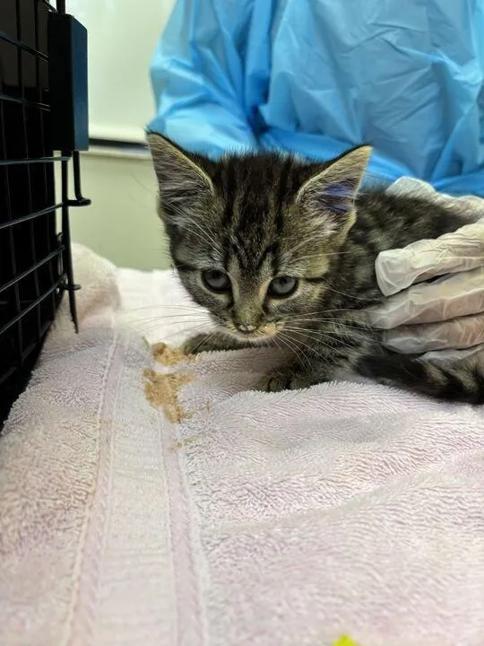 A baby small-sized female Tabby (Brown / Chocolate) Domestic Short Hair cat named Galaxy for adoption in Raleigh, NC