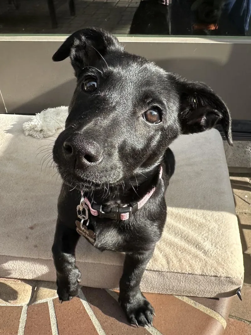 A baby medium-sized female Black Terrier dog named Lily for adoption in Redwood City, CA