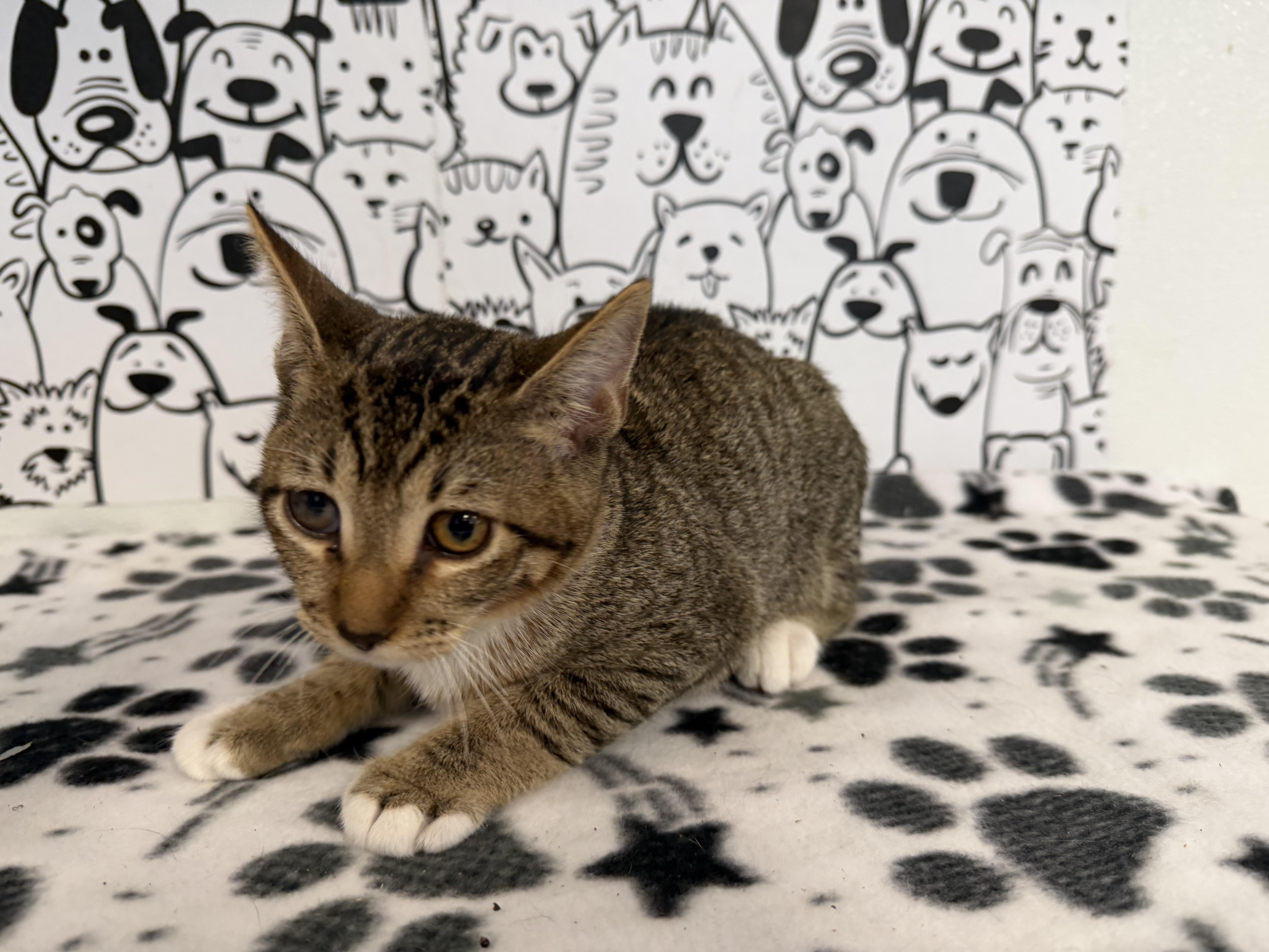 A baby small-sized male Domestic Short Hair cat named Pinto Bean for adoption in San Pedro, CA