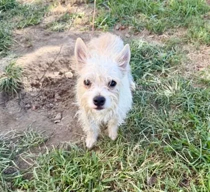 A baby small-sized male West Highland White Terrier / Westie dog named Charlie for adoption in Morton Grove, IL