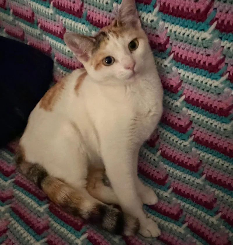 Penelope thumbnail 2