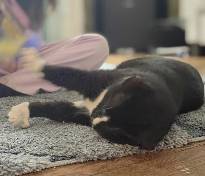A young large-sized male Black & White / Tuxedo Domestic Short Hair cat named Ravishing Rick for adoption in Melrose, MA