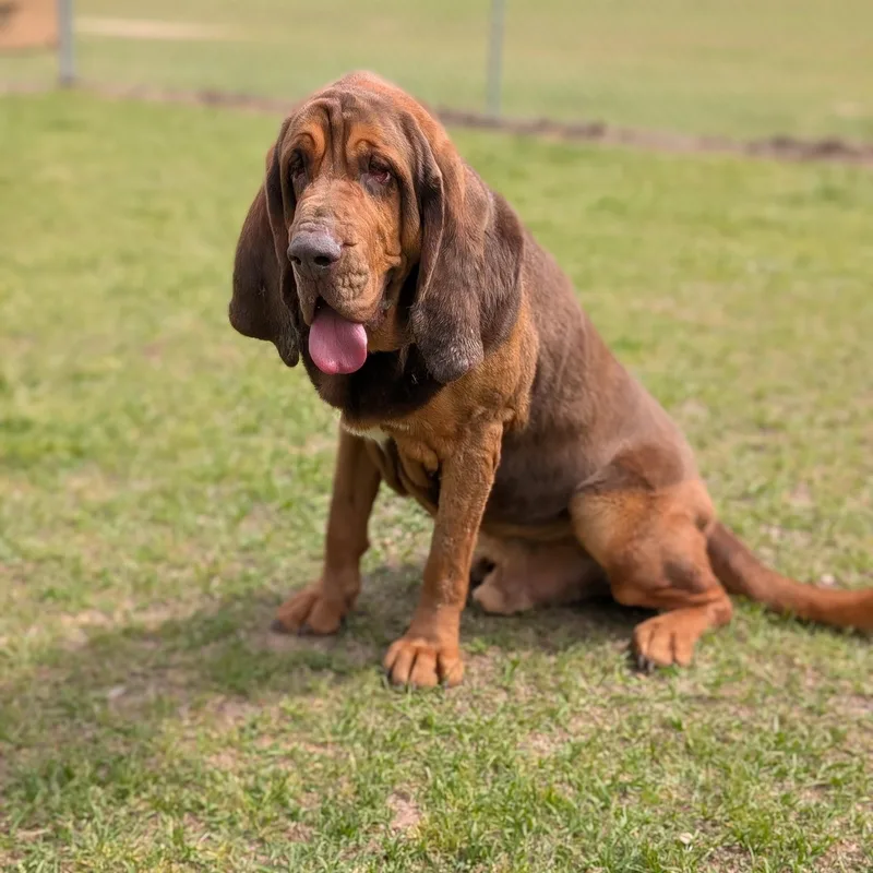 An adult extra large-sized male Red / Chestnut / Orange Bloodhound dog named Arnold for adoption in Cranston, RI