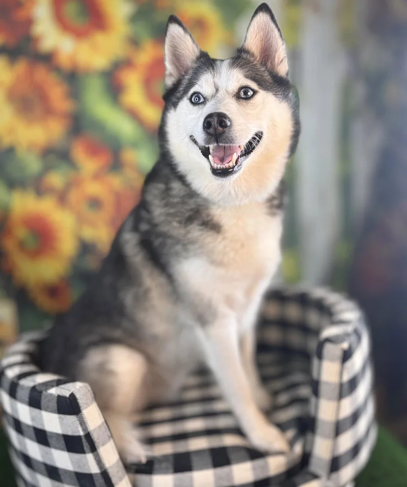 Cooper