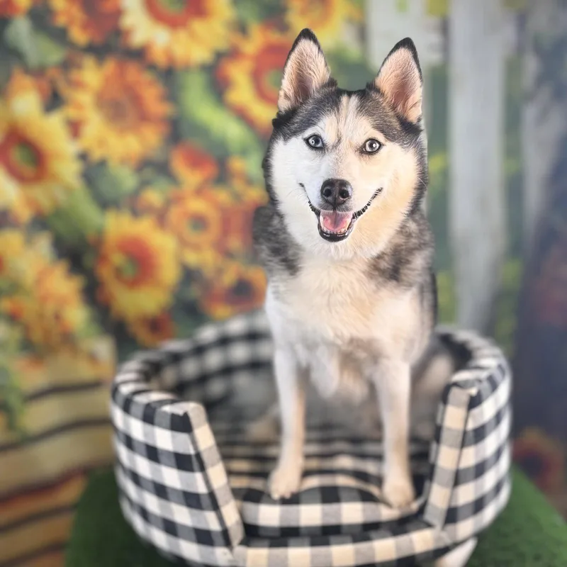 Cooper thumbnail 2