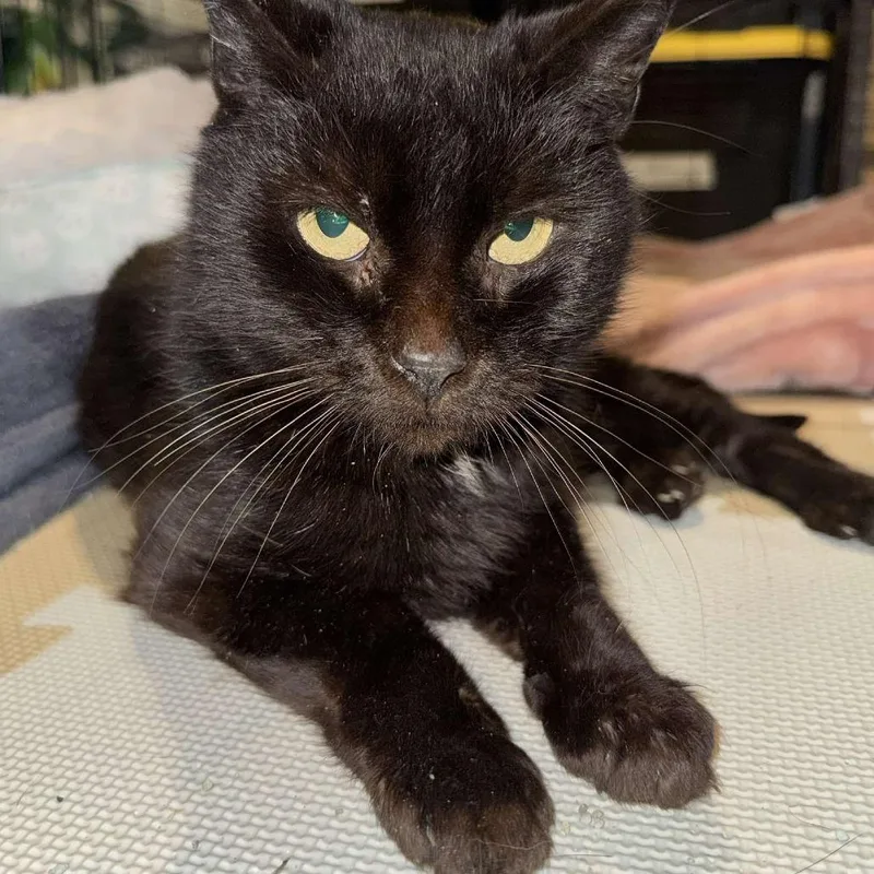 A senior medium-sized female Black Domestic Short Hair cat named Gracie for adoption in Manheim, PA