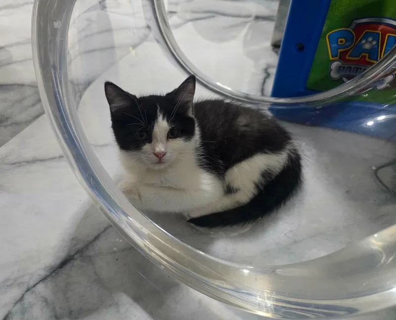 A young medium-sized male Domestic Short Hair cat named Io for adoption in Las Vegas, NV