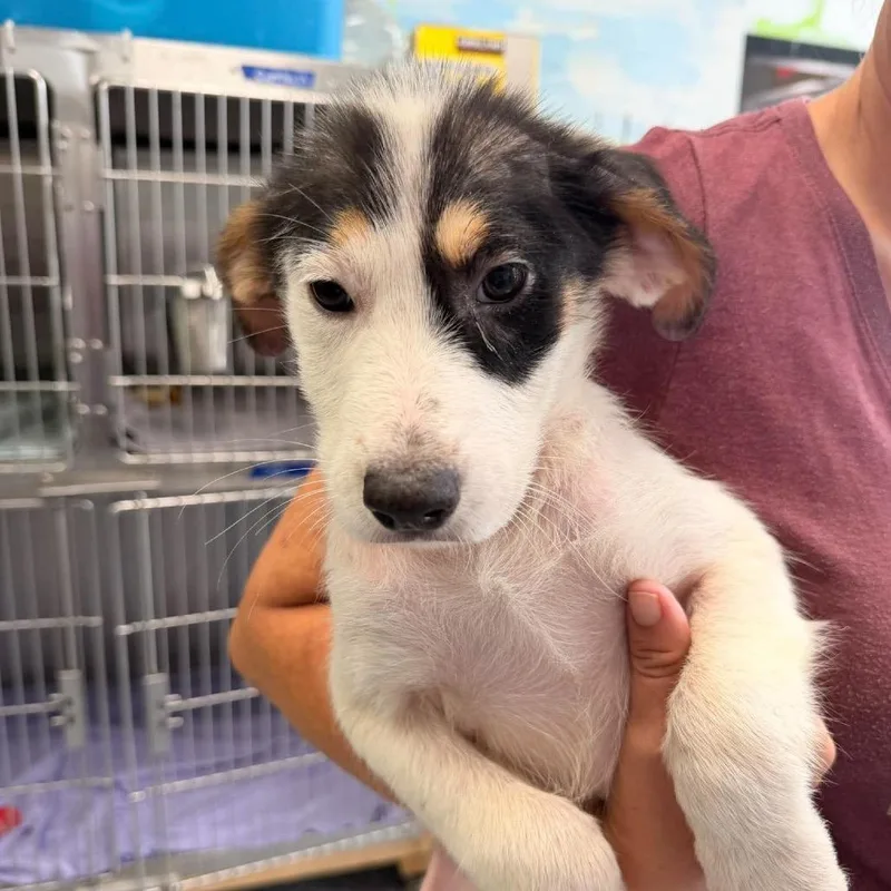 A baby medium-sized female White / Cream Mixed Breed dog named Bailey for adoption in Fredericksburg, VA